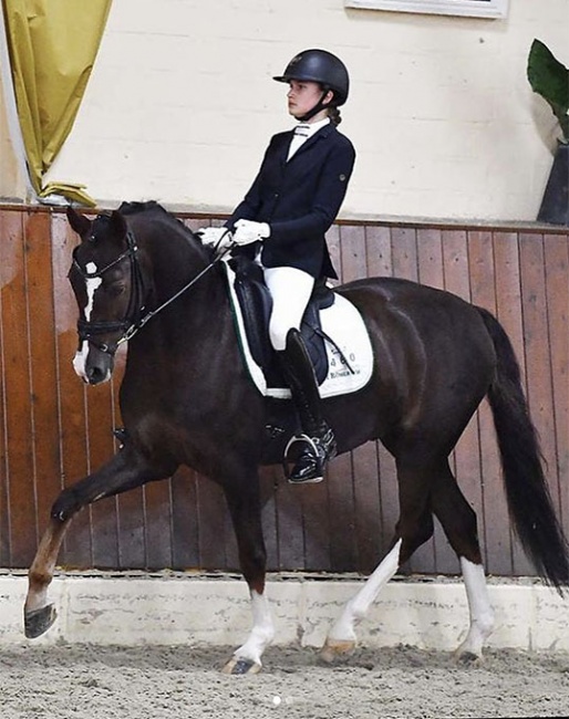 Veronica Pawluk competing D'Artagnan at the CDN Ankum in the autum of 2020 :: Photo © Ruchel