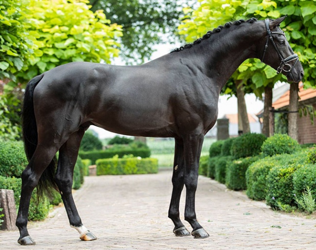 Iggy Pop, now Iowa Gold, at Reesink Horses in The Netherlands