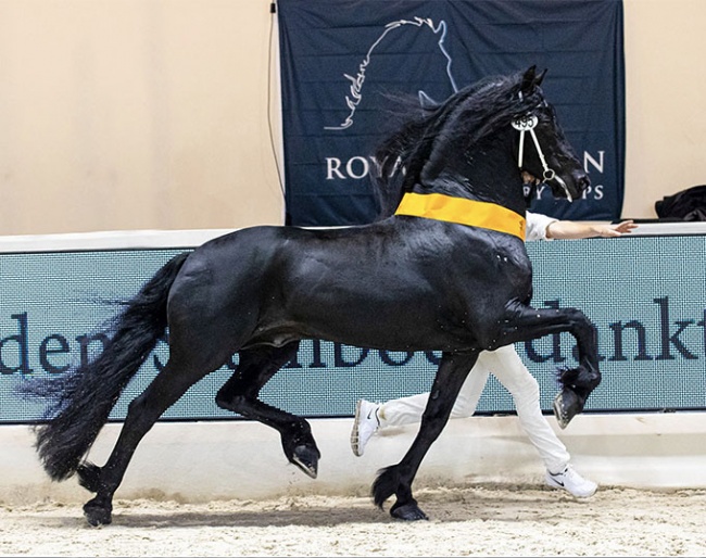 Jurre 495, overall champion of the 2021 Friesian Stallion Licensing :: Photo © Digishots
