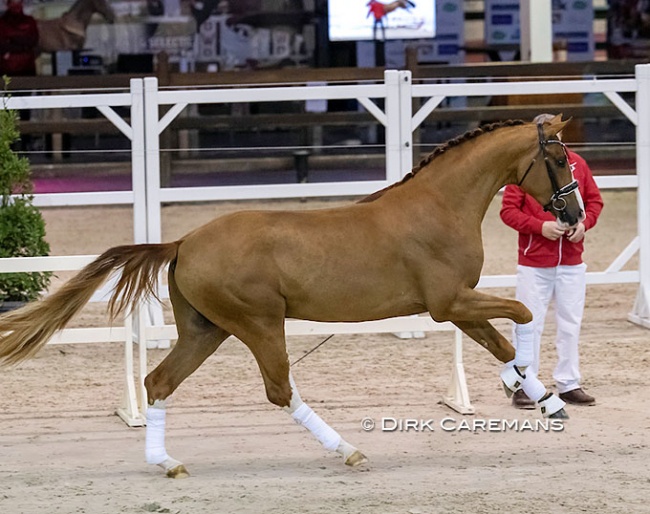 Sunnyboy van de Kempenhoeve (BWP, by Don Deluxe x Quaterback) at the second phase of the 2021 BWP Stallion Licensing :: Photo © Dirk Caremans