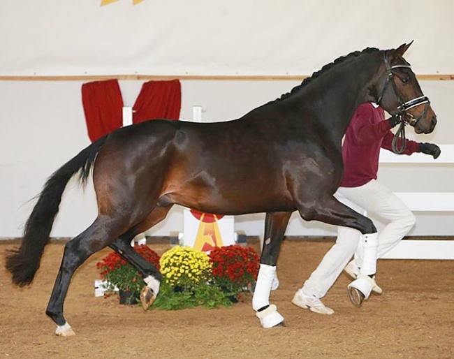 A Zackerey x Don Juan de Hus x Argentinus up for licensing at the 2020 DSP Licensing