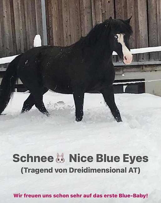 Nice Blue Eyes enjoying her retirement and in foal to Dreidimensional 