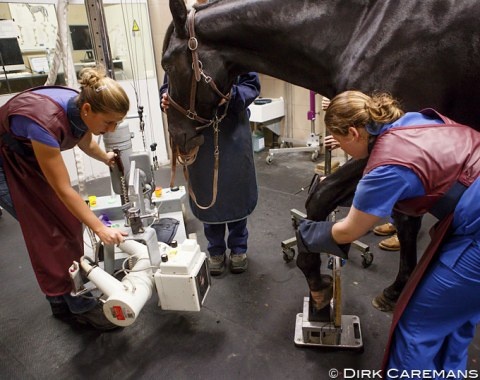 Veterinarians at work :: Photo Dirk Caremans