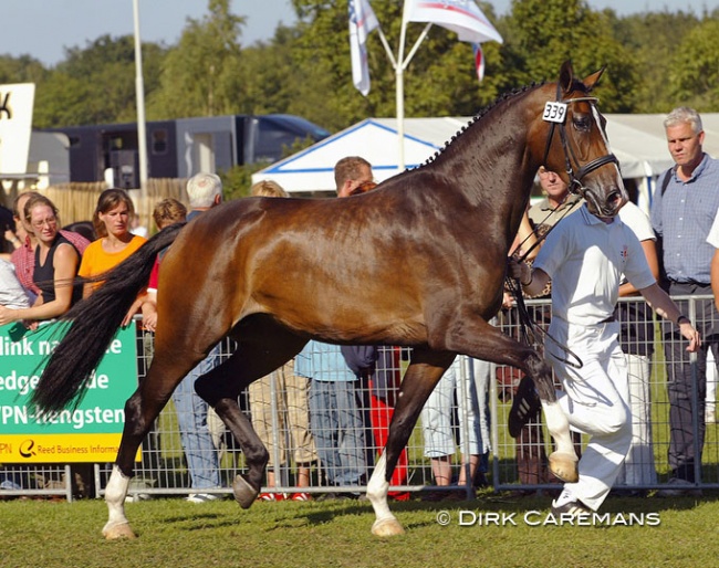 Terlia wins the 2003 KWPN Mare Championships in Ermelo :: Photo © Dirk Caremans