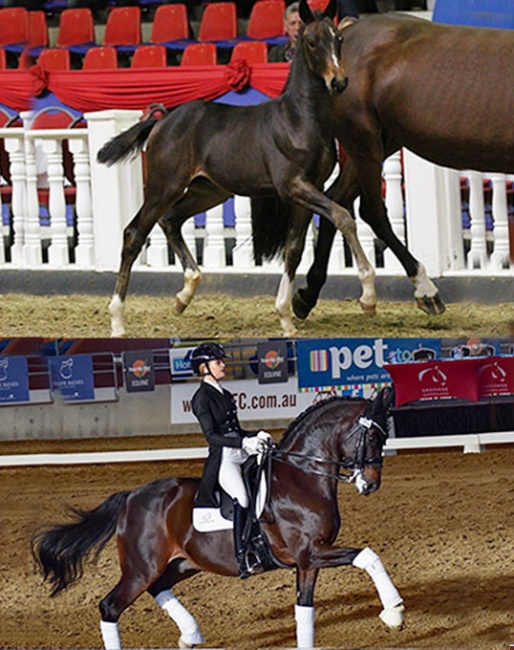 Total Recall at the 2012 Oldenburg Elite Auction and competing with Heran in Australia in 2020
