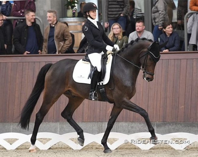 Cathrine Dufour on Straight Horse Don Zuan :: Photo © Ridehesten