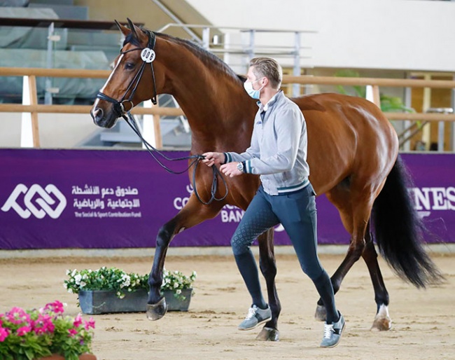 Patrik Kittel and Well Done de la Roche CMF passed the vet check but withdrew from competing at the 2021 CDI Doha