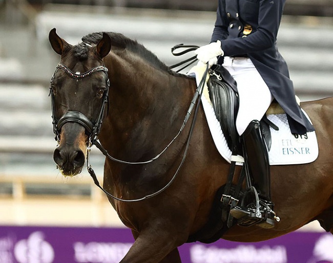 Damsey's swan song was at the 2021 CDI Doha on 27 February 2021 :: Photo © In2strides