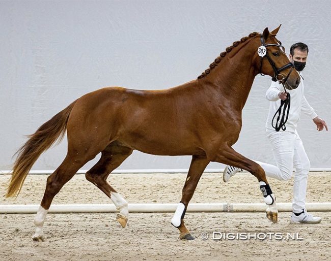 Navarone D (by Finest Selection x Sir Donnerhall) at the second phase of the 2021 KWPN Stallion Licensing :: Photo © Digishots