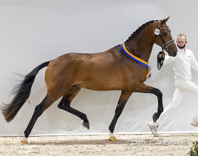 Next Pitch US (Geniaal x Hotline), premium stallion in the 2021 KWPN Stallion Licensing :: Photo © Dirk Caremans