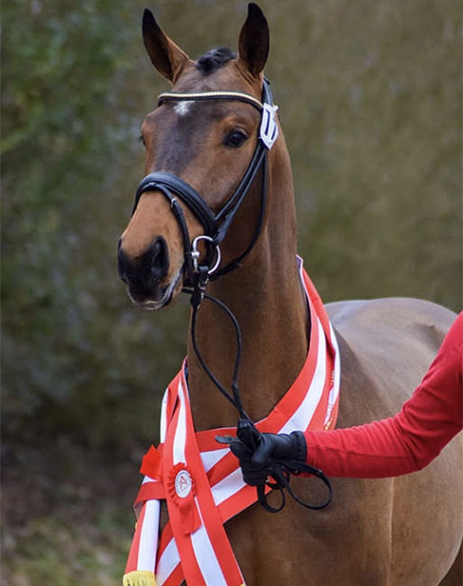 Broadmoar Franella, champion of the 2021 Austrian Warmblood Stallion Licensing :: Photo © Brandstetter