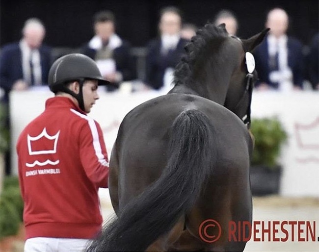 Danish warmblood stallion licensing :: Photo © Ridehesten