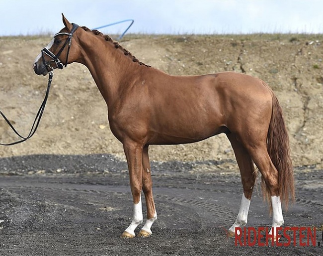 Hesselhoj Donkey Boss, one of six premium stallions, in the 2021 Danish Warmblood Stallion Licensing, the home tour edition due to corona/ehv-1 :: Photo © Ridehesten