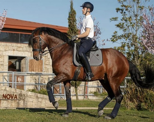 Portuguese Under 25 rider Francisco Vila Nova and Hippus :: Photo © Rita Fernandes