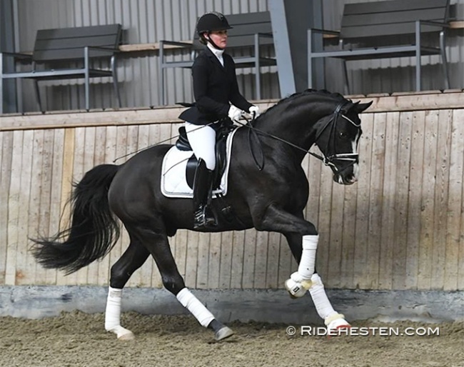 MSJ Q (by Quantensprung x Bordeaux) at the 10-day DWB stallion observation test in Tørring :: Photo © Ridehesten