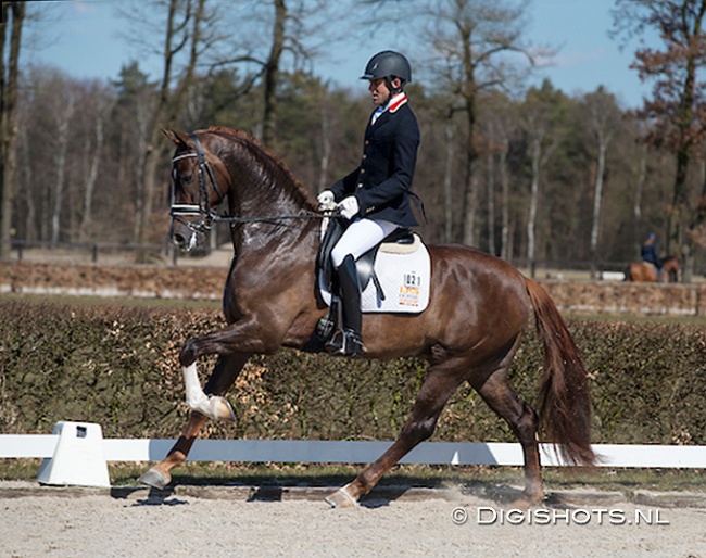 John Tijssen and the KWPN reserve licensing champion Dude at the 2013 Dutch selection trials for the World Young Horse Championships :: Photo © Digishots
