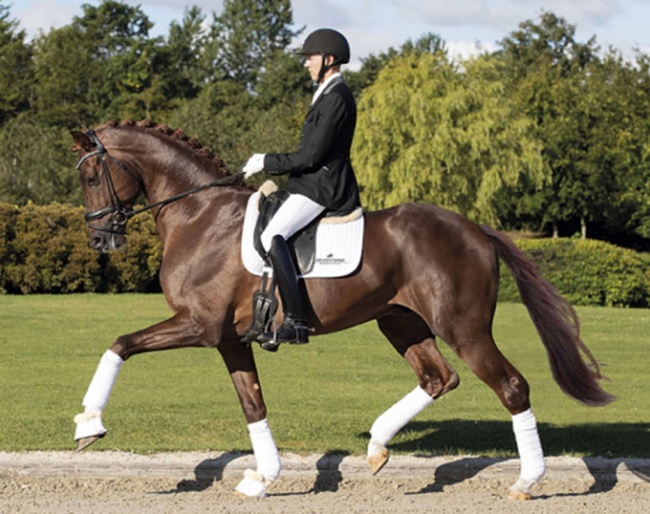 Two Million Euro Stallion Vivino Sold to Spain