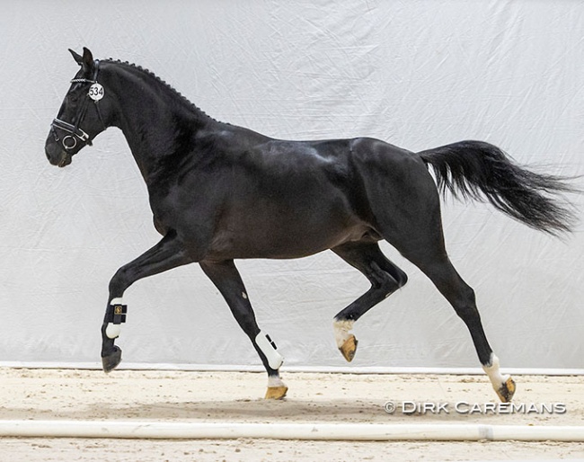 Nolegro (by Painted Black) at the 2021 KWPN Stallion Licensing :: Photo © Astrid Appels