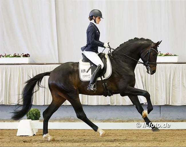 Beatrice Hoffrogge-Buchwald and Zuperman at the 2021 Stallion Sport Test in Munster :: Photo © LL-foto