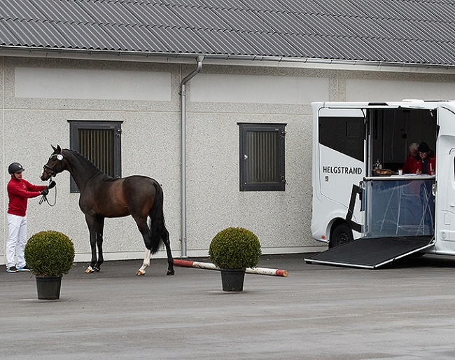Danish warmblood on the 2021 home licensing tour at Helgstrand Dressage at the beginning of March