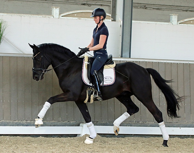 Black Amour, a 3-year old Westfalian stallion by Baccardi x San Amour x Florencio