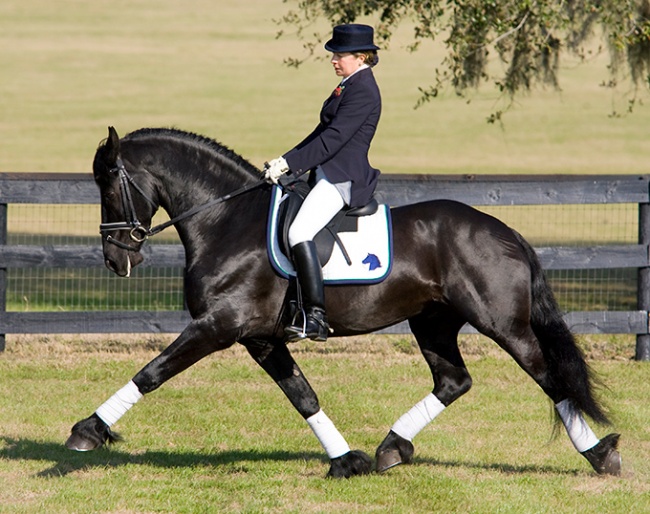 Meinse 439, KFPS licensed stallion by Heinse 354 x Dirk 298, standing at stud at Iron Spring Farm 