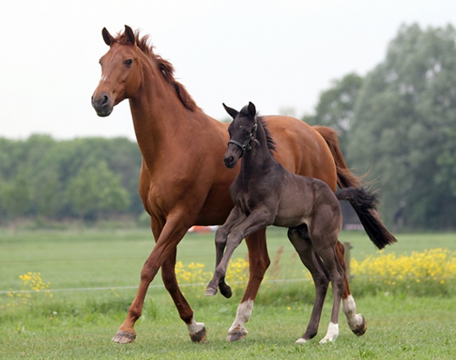 Orleans with Governor as a foal on the ground in 2011 :: Photo © Beltmanshoeve