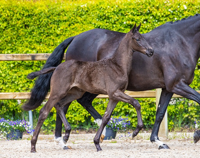 Riva-Noeska in the 2021 Prinsjesdag Spring Online Foal Auction