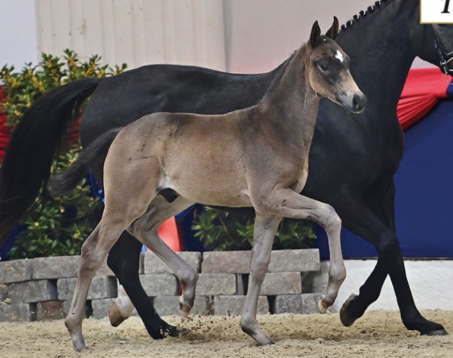 Starboy (by San Amour I - De Niro - Ponticello xx) :: Photo © Feldhaus