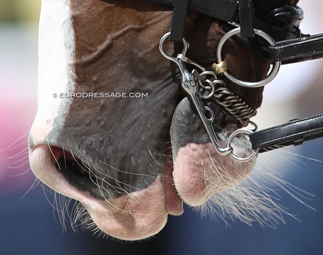The Neue Schulte Turtle tilt bit in a horse competing at the 2021 CDIO Compiegne :: Photo © Astrid Appels