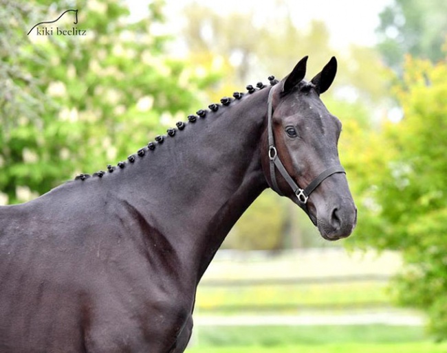 2-year old Bretton Woods x Totilas, out of the full sister of Thiago GS, winner in St Georges with Matthias Rath, and daughter of Wahajama-Unicef, Grand Prix with Ann Kathrin Linsenhoff :: Photo © Kiki Beelitz