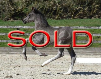 Newton Roarcus (by Rotspon x Blue Hors First Choice)