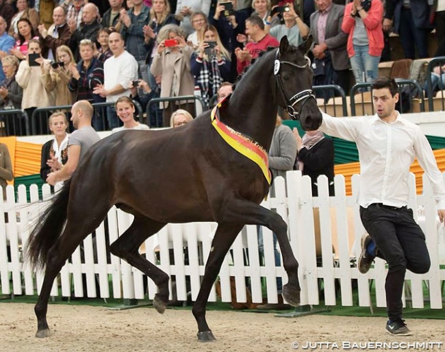 Kaiser Milton at the 2017 Trakehner Stallion Licensing Photo © Jutta Bauernschmitt