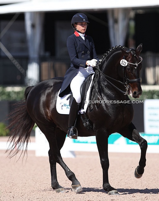 Don Principe at the 2017 CDI Wellington :: Photo (c) Astrid Appels