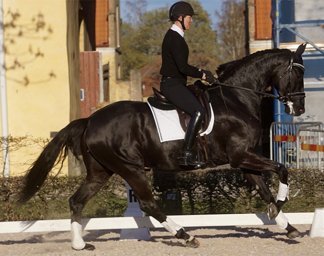 Anita Roslund on the 5-year old Fontanell at a Swedish young horse observation trial in Flyinge in April :: Photo © Lena Nystrom