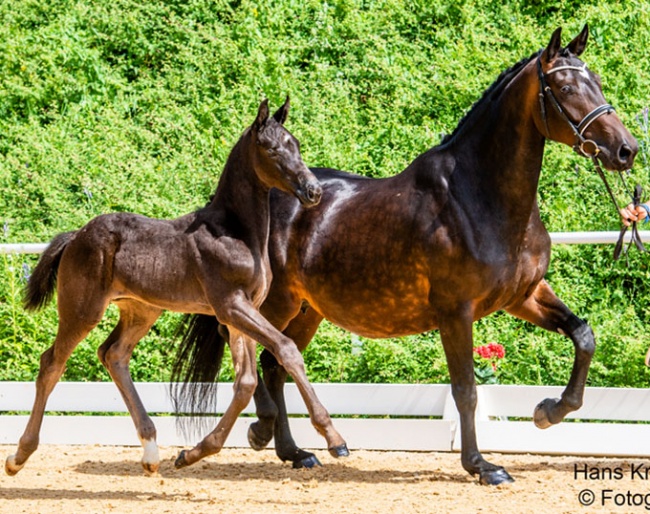 Champion K :: Photo © Hans Kraus