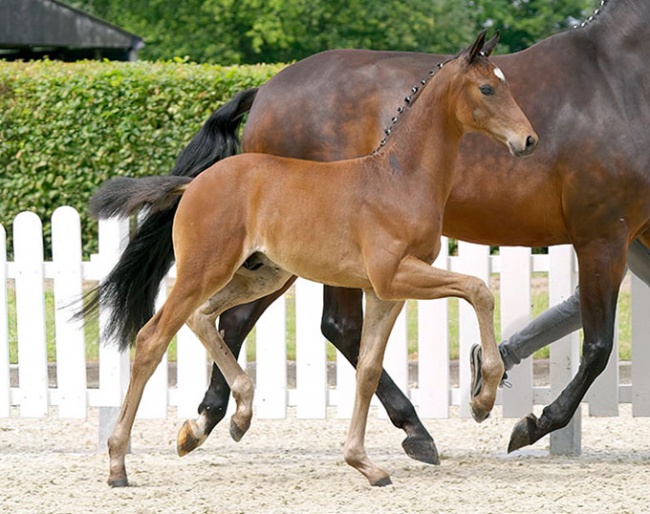 Zauber (by Zauberlehring x De Niro) :: Photo © Recki
