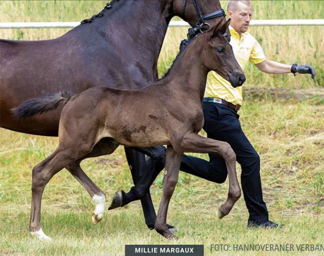 Millie Margaux (by Blue Hors Monte Carlo x Fantastic)