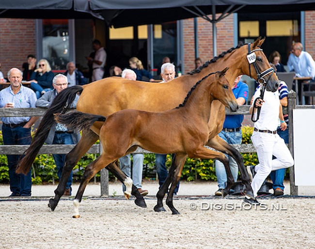 Rosatrichta van de Westen (by Le Formidable x Apache),  winner of the 2021 KWPN Foal Championships :: Photo © Digishots