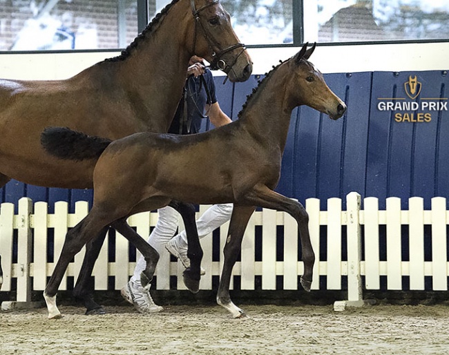 Reginadora E.H. (by Daily Diamond) in the 2021 Grand Prix Sales