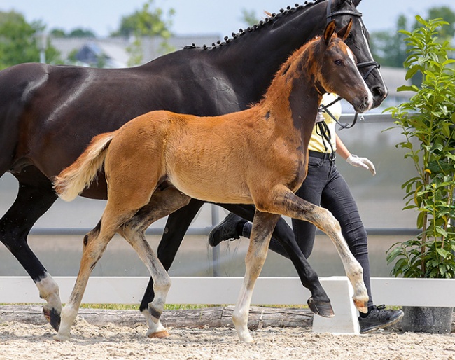 Benz (by Bonds x Sporcken) :: Photo © Hannoveraner Verband