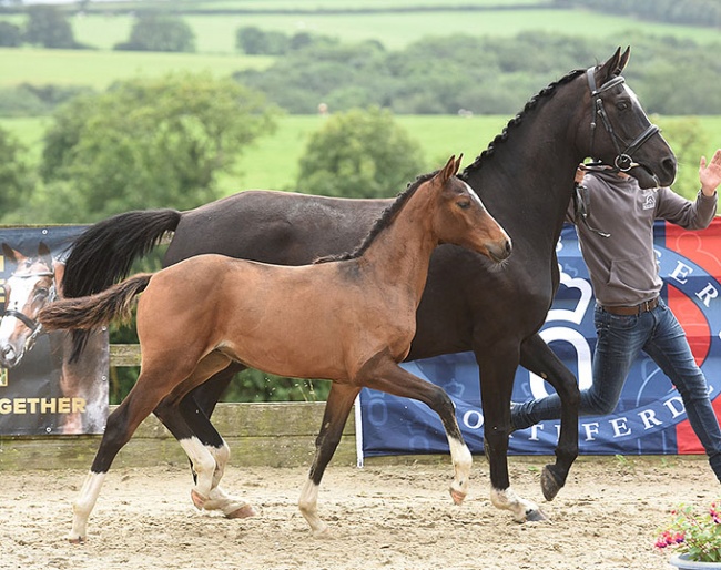 Don Alvaro SK (by D'Avie x Furst Romancier)