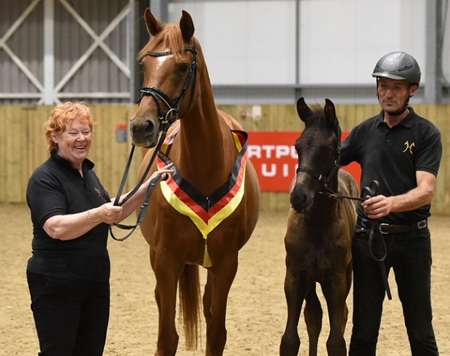 Lynne Crowden with Zsa Zsu and Le Chef at the 2021 British Hanoverian Horse Society Annual Show :: Photo © Tanja Davis