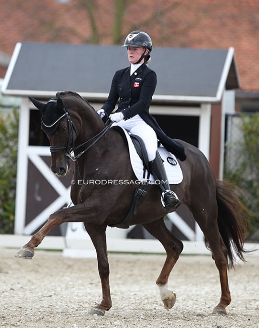 Josefine Hoffmann and Honnerups Driver at the 2021 CDI Sint-Truiden in Belgium :: Photo © Astrid Appels