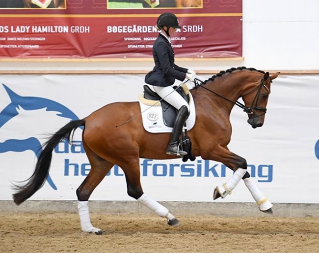 Valerie B, 2021 Danish Warmblood Elite Mare Champion :: Photo © Ridehesten