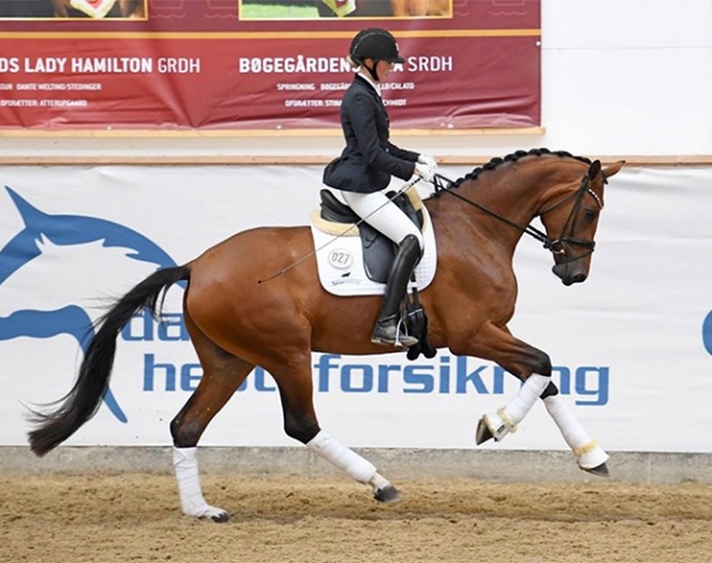 Valerie B, 2021 Danish Warmblood Elite Mare Champion :: Photo © Ridehesten