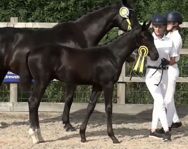Donizetti SLF (by Donier x Vivaldi x Ferro)