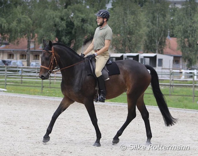 The idea of good balance and early stages of collection are present already in the schooling of a young horse, here a 5-year-old mare in Switzerland :: Photo © Silke Rottermann