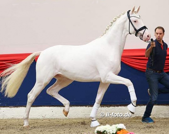 Young colt by Escamillo x Florencio x Relevant selected for the 2021 Oldenburg Stallion Licensing :: Photo © LL-foto