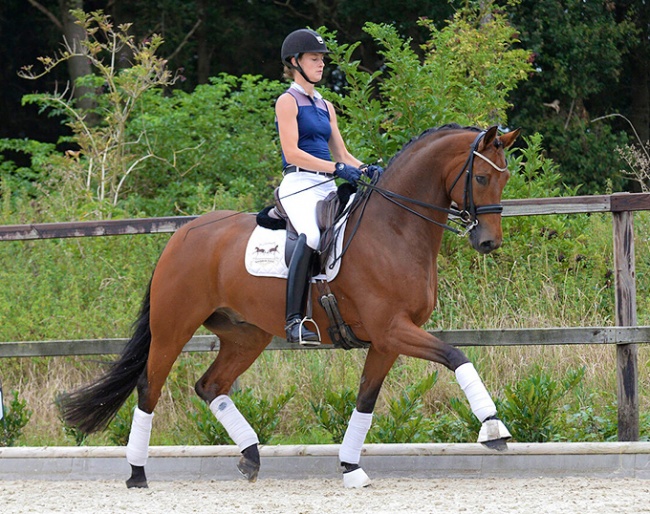 Ehrensache (by Ehrenstolz x Lauries Crusador xx)